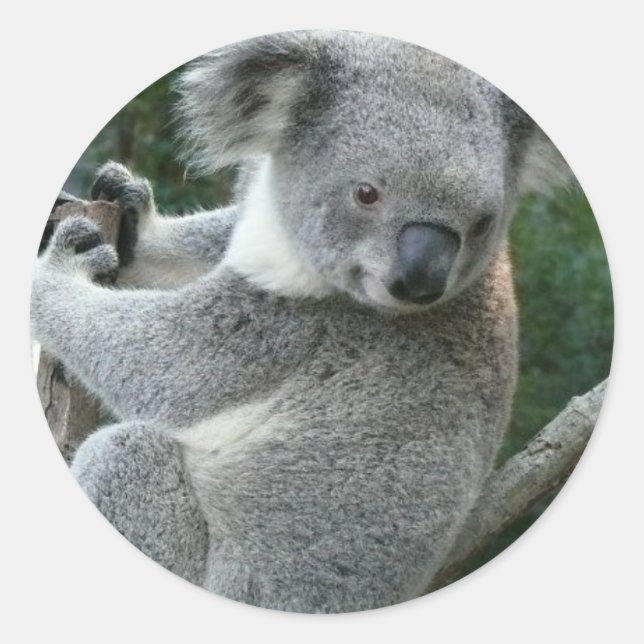 Sticker Rond Koala (Devant)