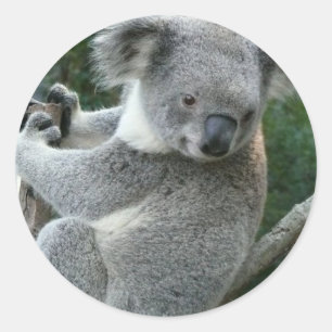 Sticker Rond Koala
