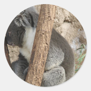 Sticker Rond Koala