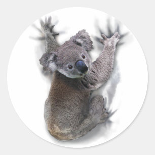 Sticker Rond Koala Hang Sur Le Dos Cute Ours Australie Animal