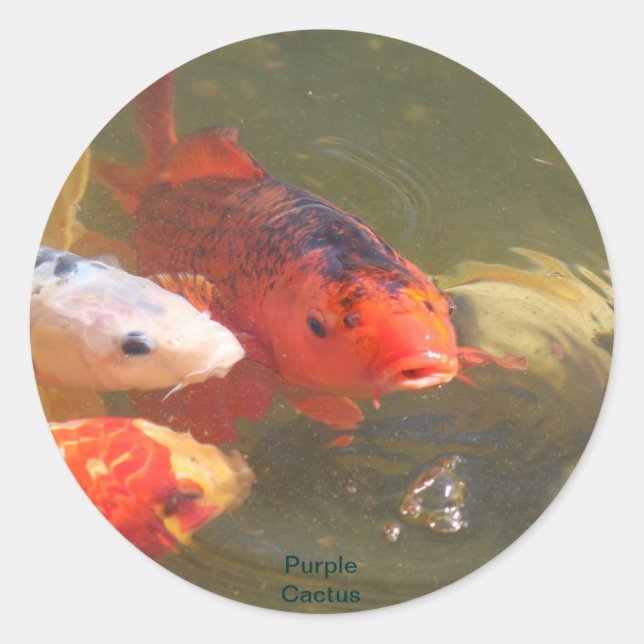 Sticker Rond Koi Fish v.1 (Devant)