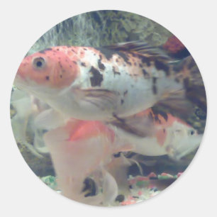Sticker rond Koi Poisson