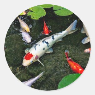 Sticker Rond Koi Pond