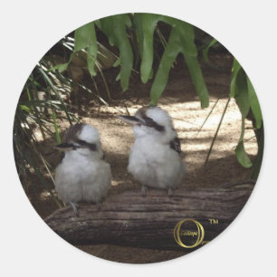 Sticker Rond Kookaburras impressionnant