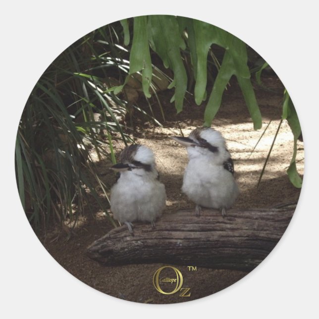 Sticker Rond Kookaburras Rire (Devant)
