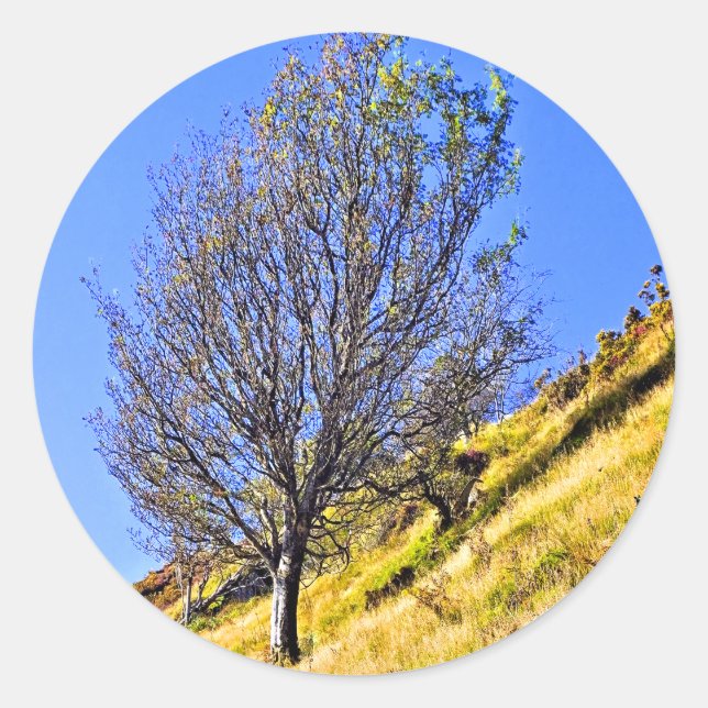 STICKER ROND L0NE TREE (Devant)