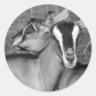 Sticker Rond La chèvre alpine/Oberhasli fait des soeurs photogr