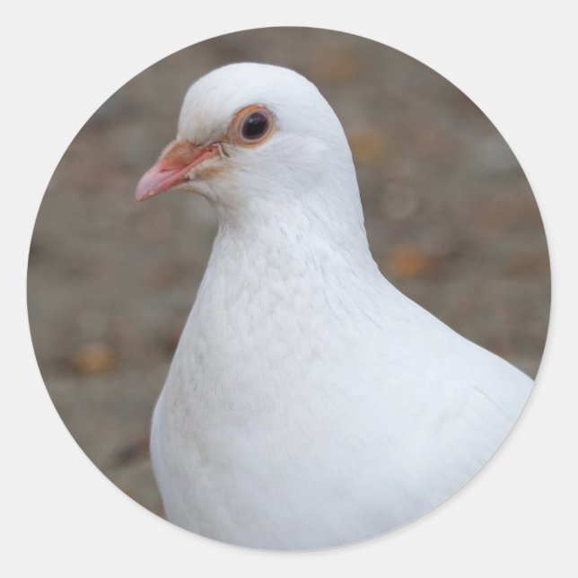 Sticker Rond La colombe de la paix sur les galets (Devant)