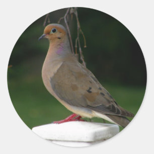 Sticker Rond La colombe en deuil