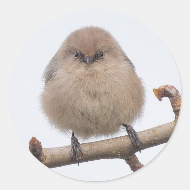 Sticker Rond La femelle Bushtit dans l'arbre à poires (Devant)