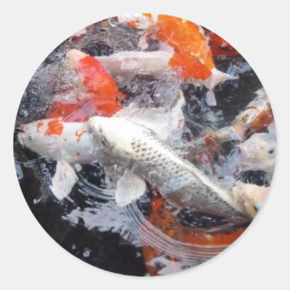 Sticker Rond La foule de Koi