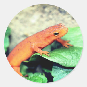 Sticker Rond La nature de la salamandre rouge