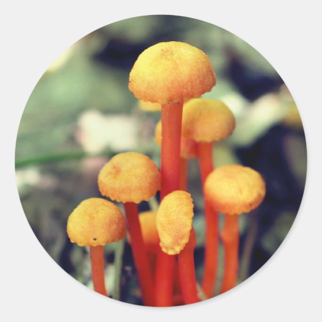Sticker Rond La nature des champignons orange (Devant)