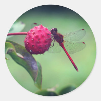 Sticker Rond La nature des libellules rouges