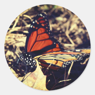 Sticker Rond La nature des papillons monarques