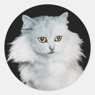 STICKER ROND LA REINE DES CHATS BLANCS