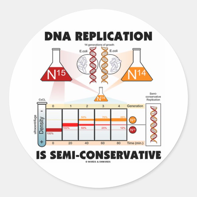 Sticker Rond La réplication ADN est semi-conservatrice (Devant)