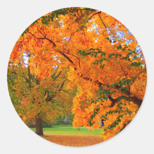 Sticker Rond La richesse de l'automne