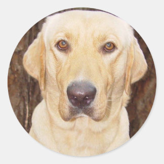 Sticker Rond Labo pratique
