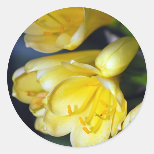 Sticker Rond L'abondance de Clivia (Devant)