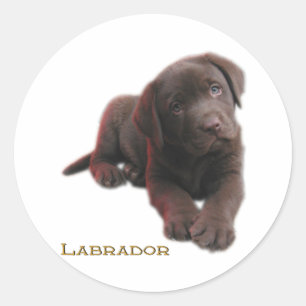 Sticker Rond Laboratoire de marionnettes