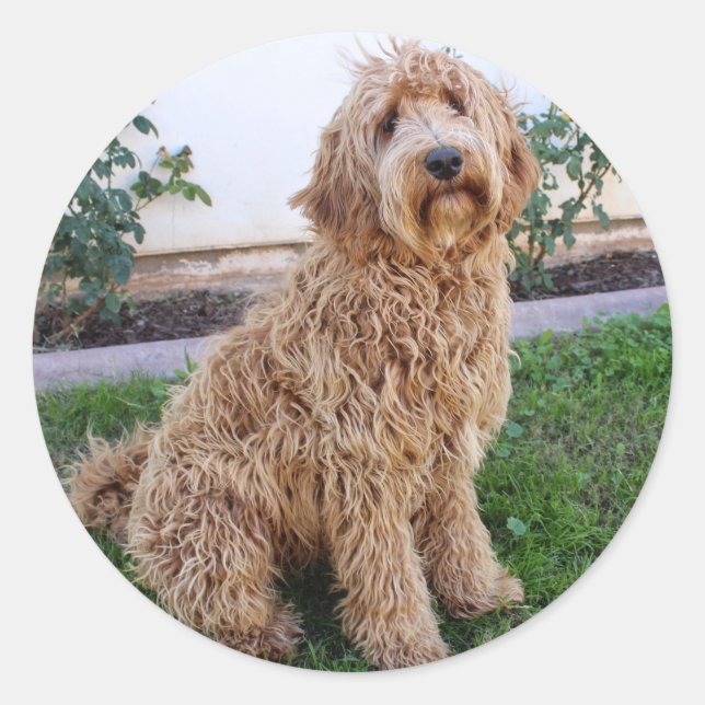 Sticker Rond Labradoodle Chien chiot (Devant)