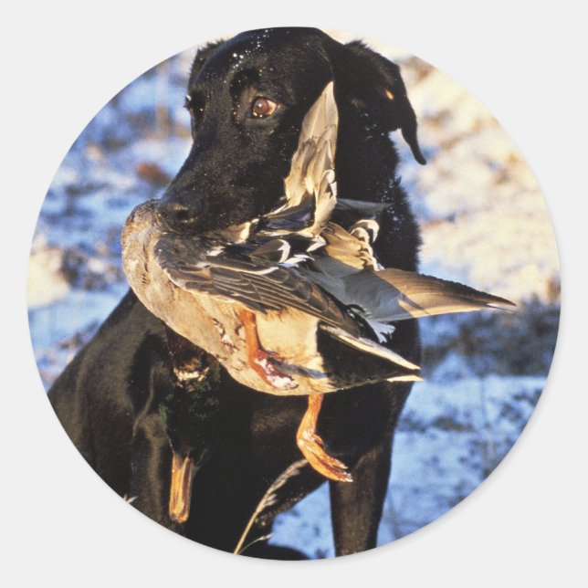 Sticker Rond Labrador Retriever avec Drake Mallard (Devant)