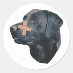 Sticker Rond Labrador Retriever avec pansement