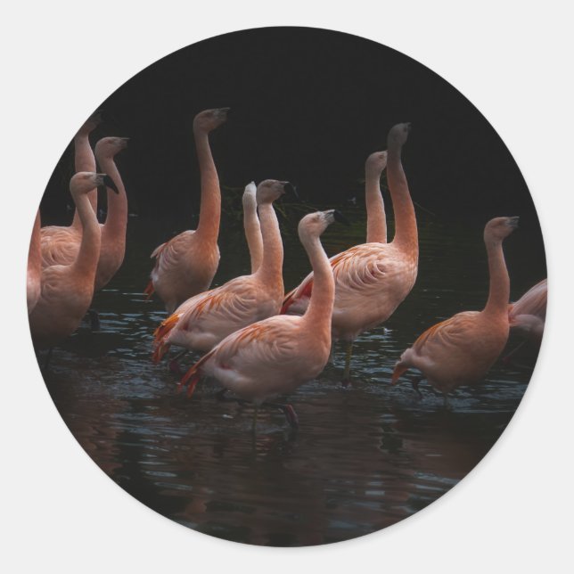 Sticker Rond lac de Flamant rose (Devant)