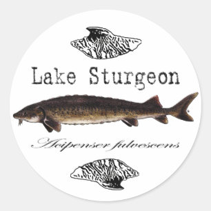 Sticker Rond Lac Sturgeon