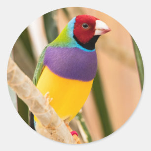Sticker Rond Lady Gouldian Finch