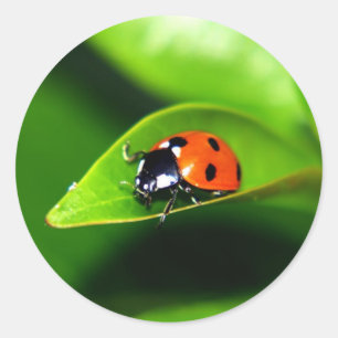 Sticker Rond Ladybug