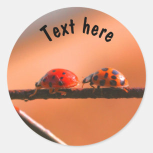 Sticker Rond Ladybug Buddies Nature Personnalisée