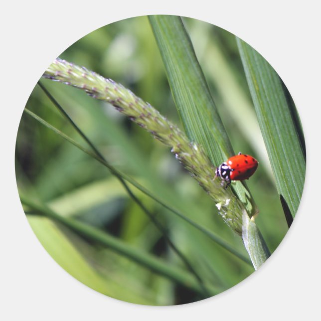 Sticker Rond Ladybug (Coccinellidae) (Devant)