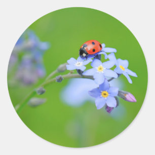 Sticker Rond LadyBug sur Forget-me-not