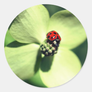 Sticker Rond Ladybug Sur La Fleur De Dogwood