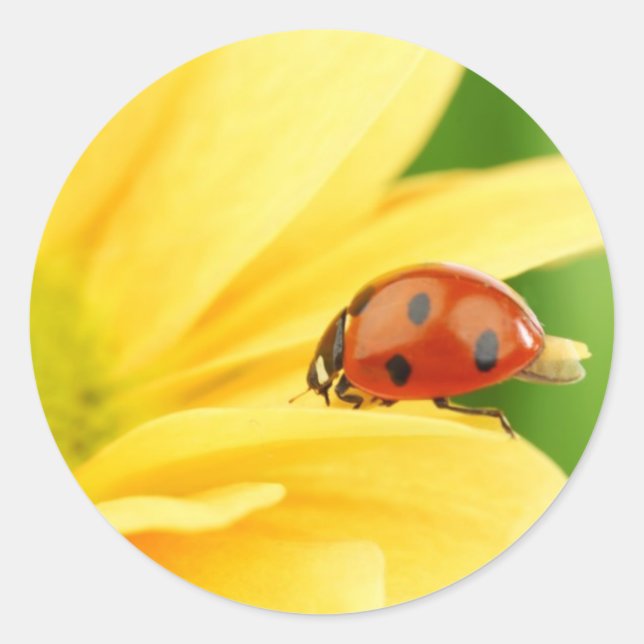 Sticker Rond Ladybug sur le tournesol (Devant)