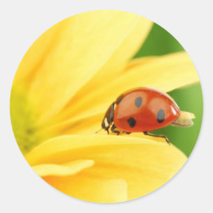 Sticker Rond Ladybug sur le tournesol