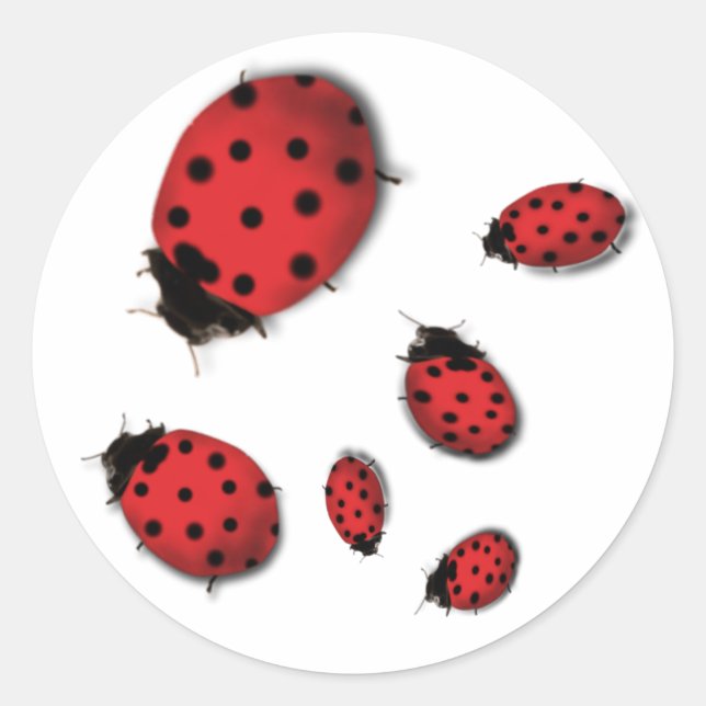Sticker Rond Ladybugs (Devant)