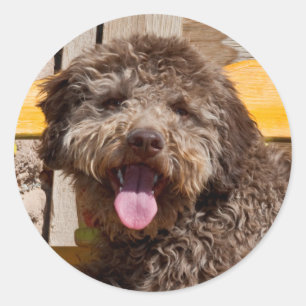 Sticker Rond Lagotto Romagnolo Allongé Sur Un Banc En Bois