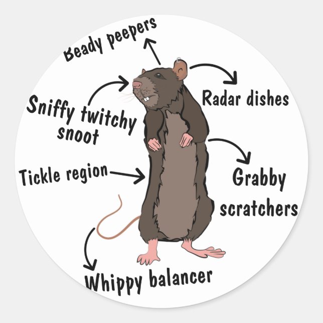 Sticker Rond L'anatomie d'un rat (Devant)