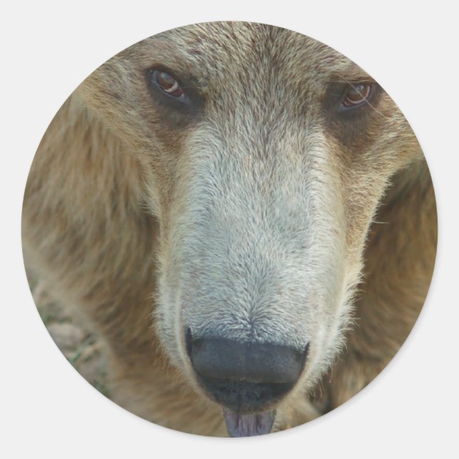 Sticker Rond Lancement de l'ours (Devant)