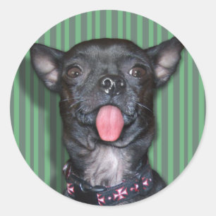Sticker Rond Langue Chihuahua Chien