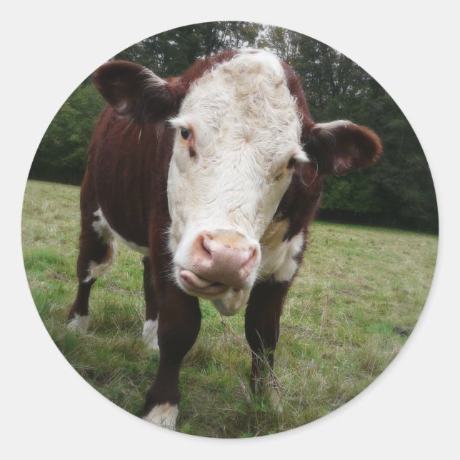 Sticker Rond Langue d'arrachage de vache (Devant)