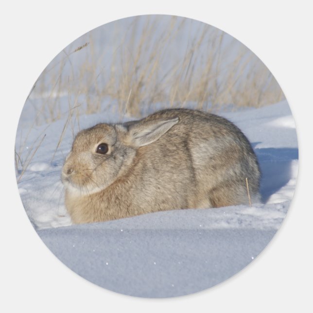 Sticker Rond Lapin Cottontail R5 (Devant)