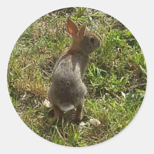 Sticker Rond Lapin Lapin (Devant)