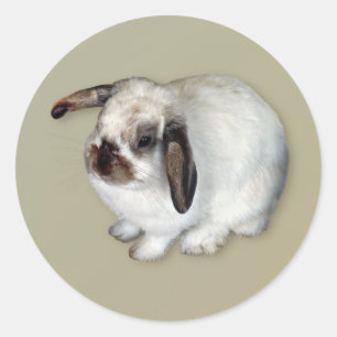 Sticker Rond Lapin Lop-Eared