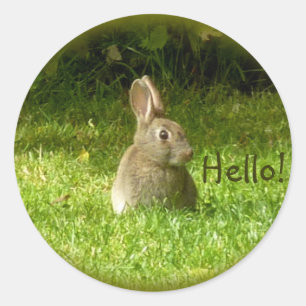 Sticker Rond Lapin sauvage