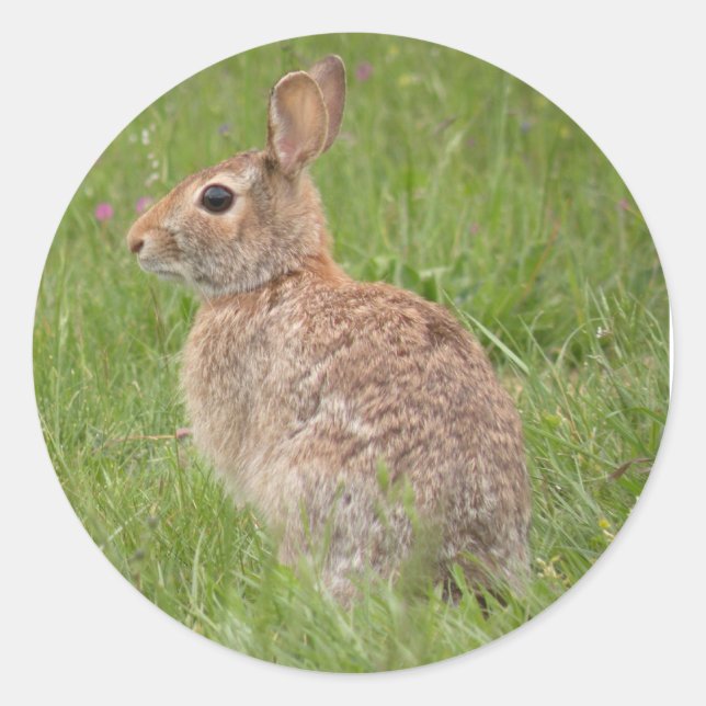 Sticker Rond Lapin sauvage dans mon Jardin (Devant)
