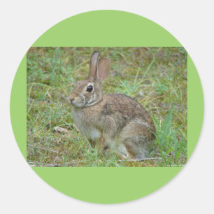 Sticker Rond Lapin sauvage Est Cottontail II Vêtements et cadea